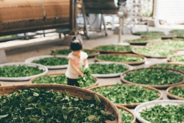 好聽大氣的茶葉商標名字大全