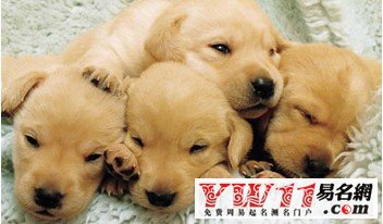 周公解夢，夢見狗