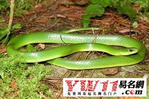 一、夢(mèng)見青蛇的預(yù)兆