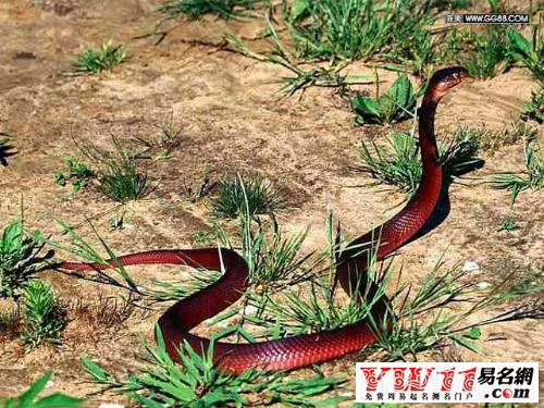 二、夢(mèng)見紅蛇的預(yù)兆