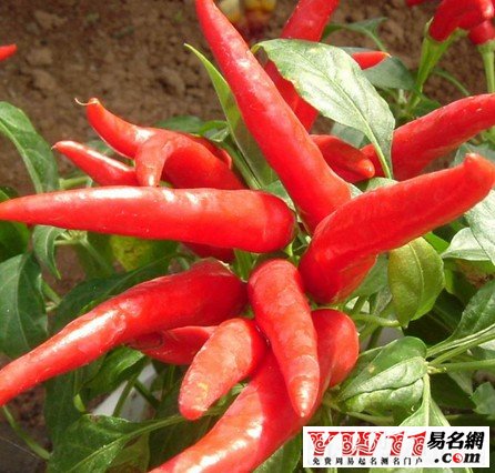 夢見辣椒，夢見吃辣椒，孕婦夢見辣椒