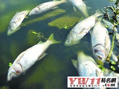 夢(mèng)見(jiàn)死魚