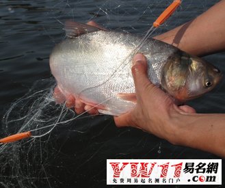 夢(mèng)見(jiàn)抓魚(yú)