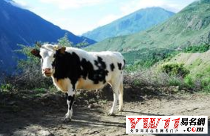 屬牛的屬相婚配表之屬牛人的愛(ài)情與婚姻命運(yùn)