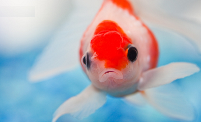 夢見魚什么意思