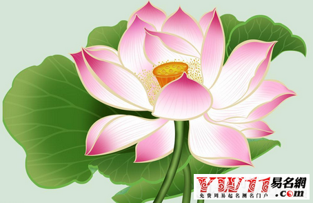 夢(mèng)見荷花