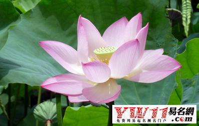 夢(mèng)見荷花