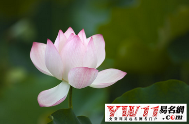 夢(mèng)見荷花