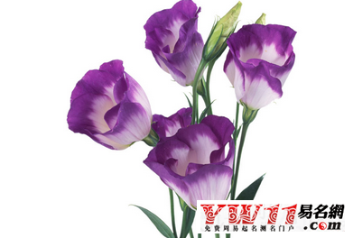 夢(mèng)見(jiàn)花
