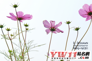 夢(mèng)見(jiàn)花