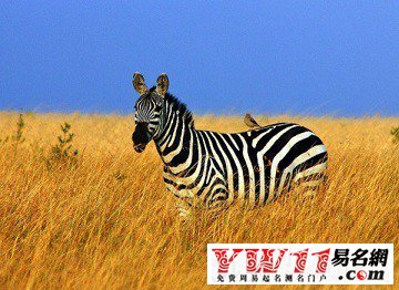 夢(mèng)見斑馬