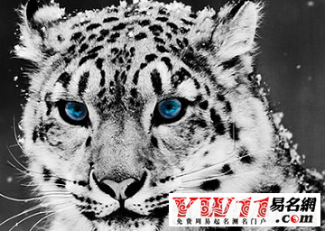 動物名稱,好聽的動物名稱