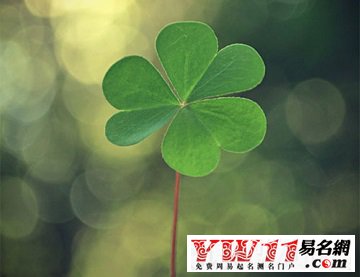 夢(mèng)見(jiàn)四葉草