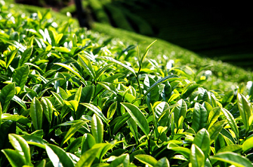 夢(mèng)見茶葉
