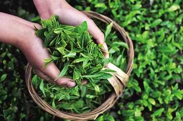 夢(mèng)見茶葉