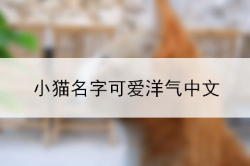小貓名字可愛(ài)洋氣中文
