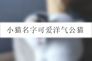 小貓名字可愛(ài)洋氣公貓