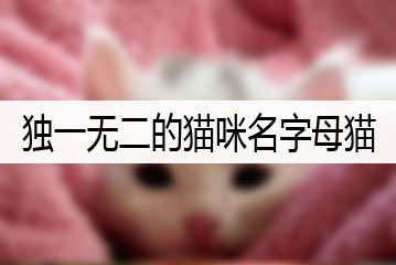 獨(dú)一無(wú)二的貓咪名字母貓