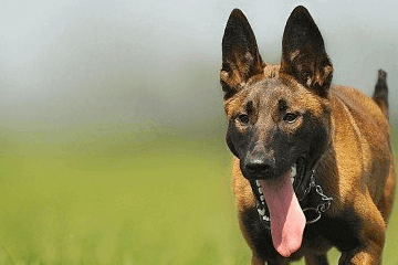 100個好聽到爆的馬犬名字，馬犬狗名字大全洋氣的