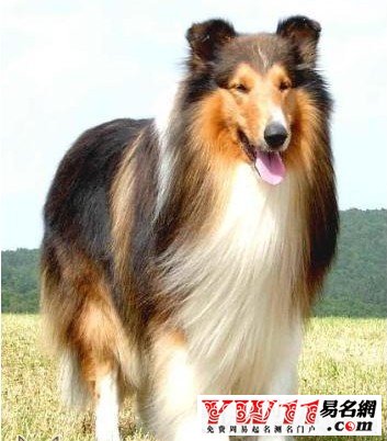 孕婦夢(mèng)見被狗咬
